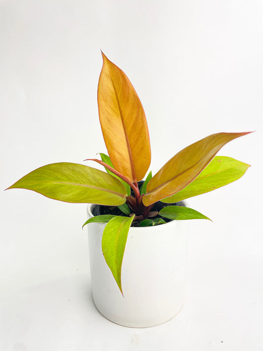 Philodendron Prince of Orange by Bumble Plants