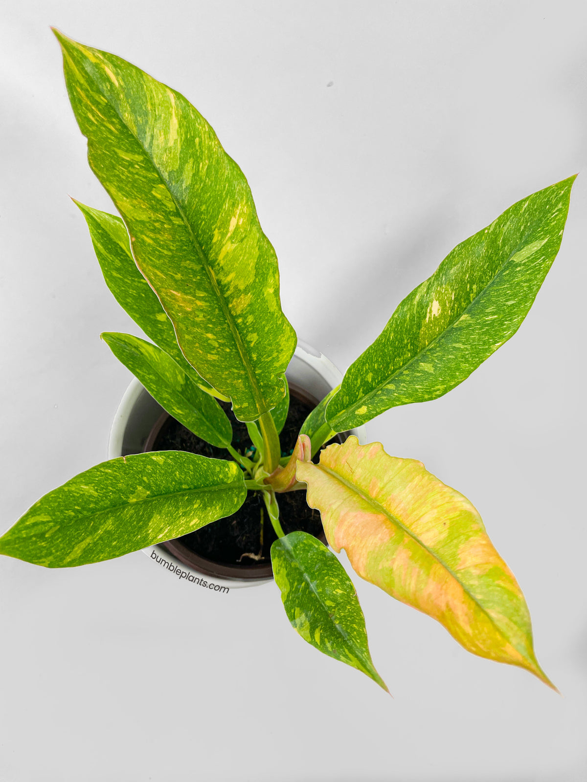 Variegated Philodendron Ring of Fire by Bumble Plants