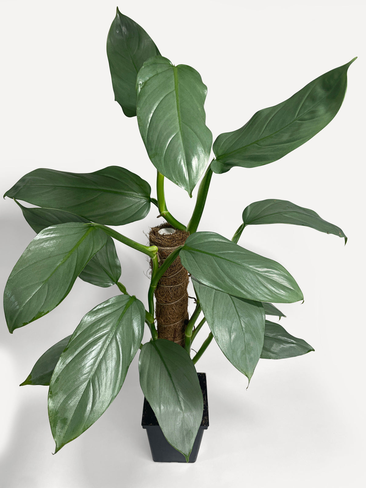 Philodendron Silver Sword 'Philodendron Hastatum' by Bumble Plants
