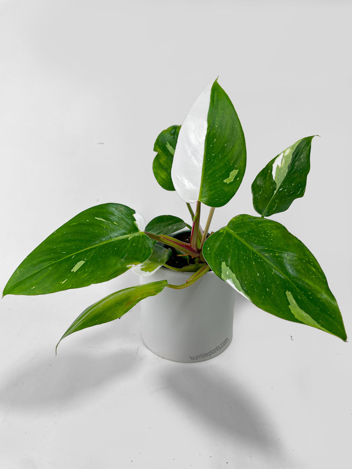 Philodendron White Princess by Bumble Plants