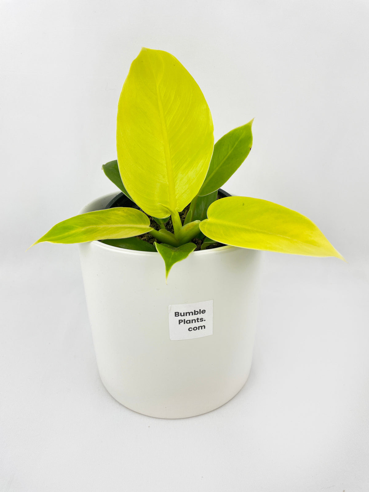 Philodendron Moonlight Lemon Lime Hybrid by Bumble Plants