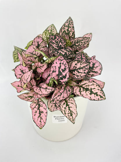 Pink Polka Dot Plant (Hypoestes Phyllostachya) by Bumble Plants