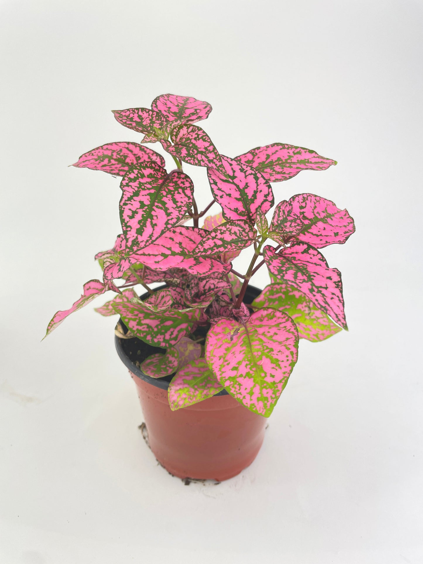 Pink Polka Dot Plant (Hypoestes Phyllostachya) by Bumble Plants