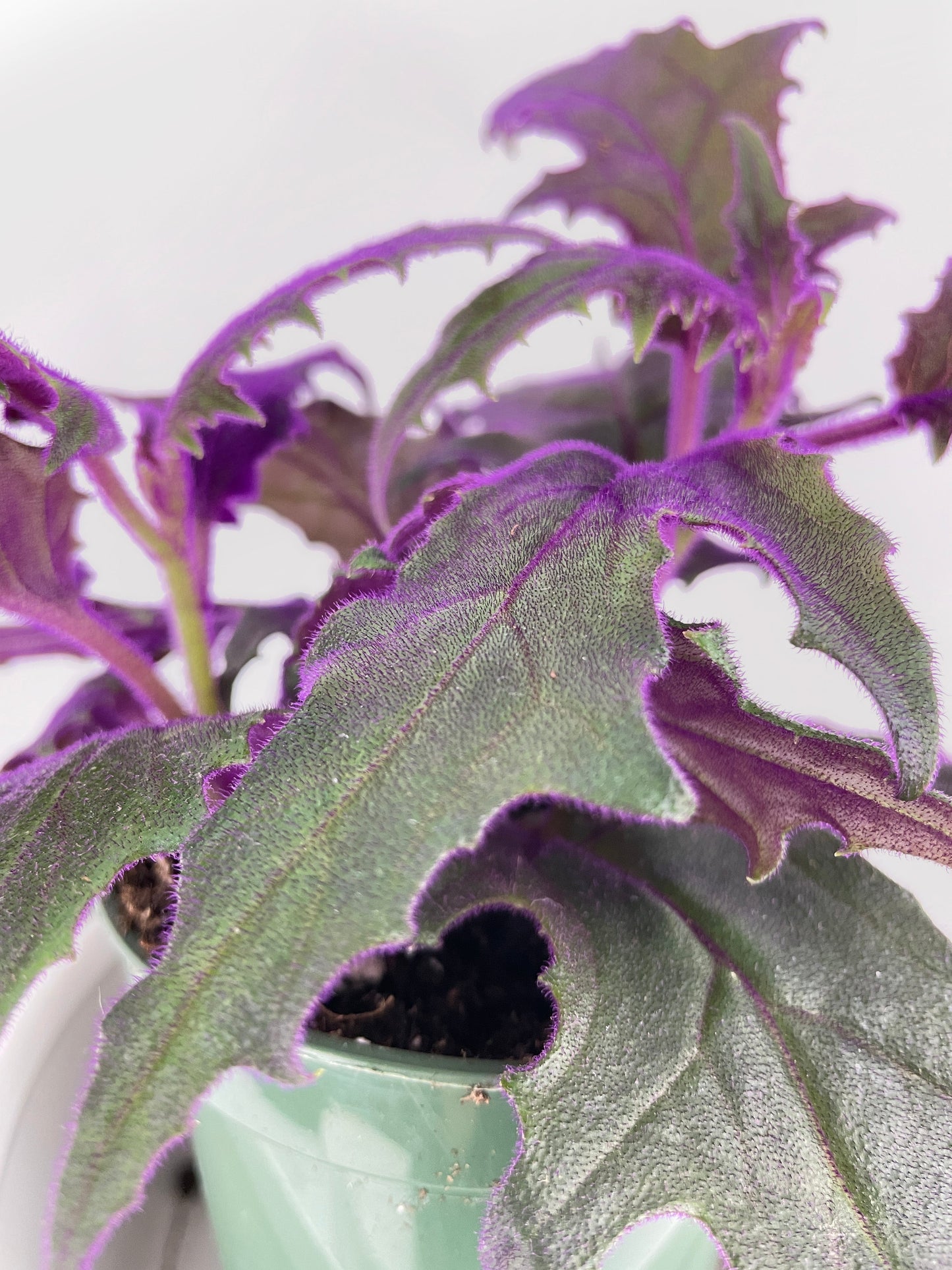 Purple Passion (Gynura Aurantiaca) by Bumble Plants