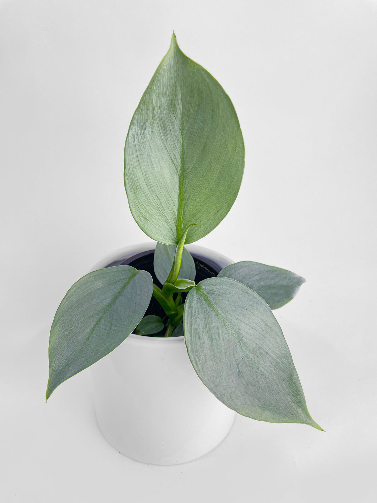 Philodendron Silver Sword 'Philodendron Hastatum' by Bumble Plants