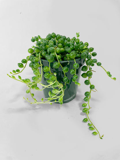 String of Pearls by Bumble Plants