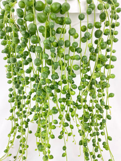 String of Pearls by Bumble Plants