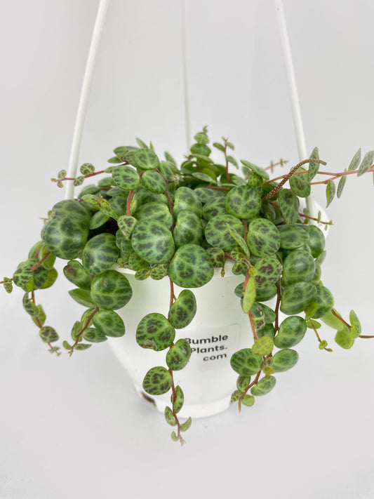 String of Turtles Succulent by Bumble Plants