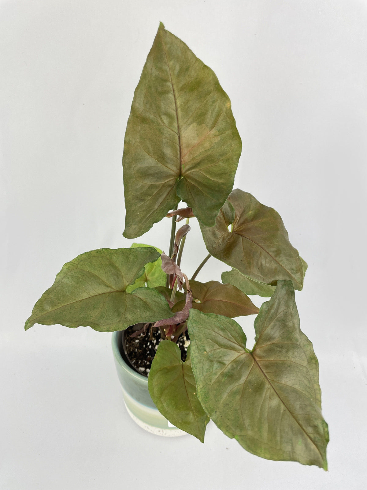Syngonium Maria Dark Allusion by Bumble Plants