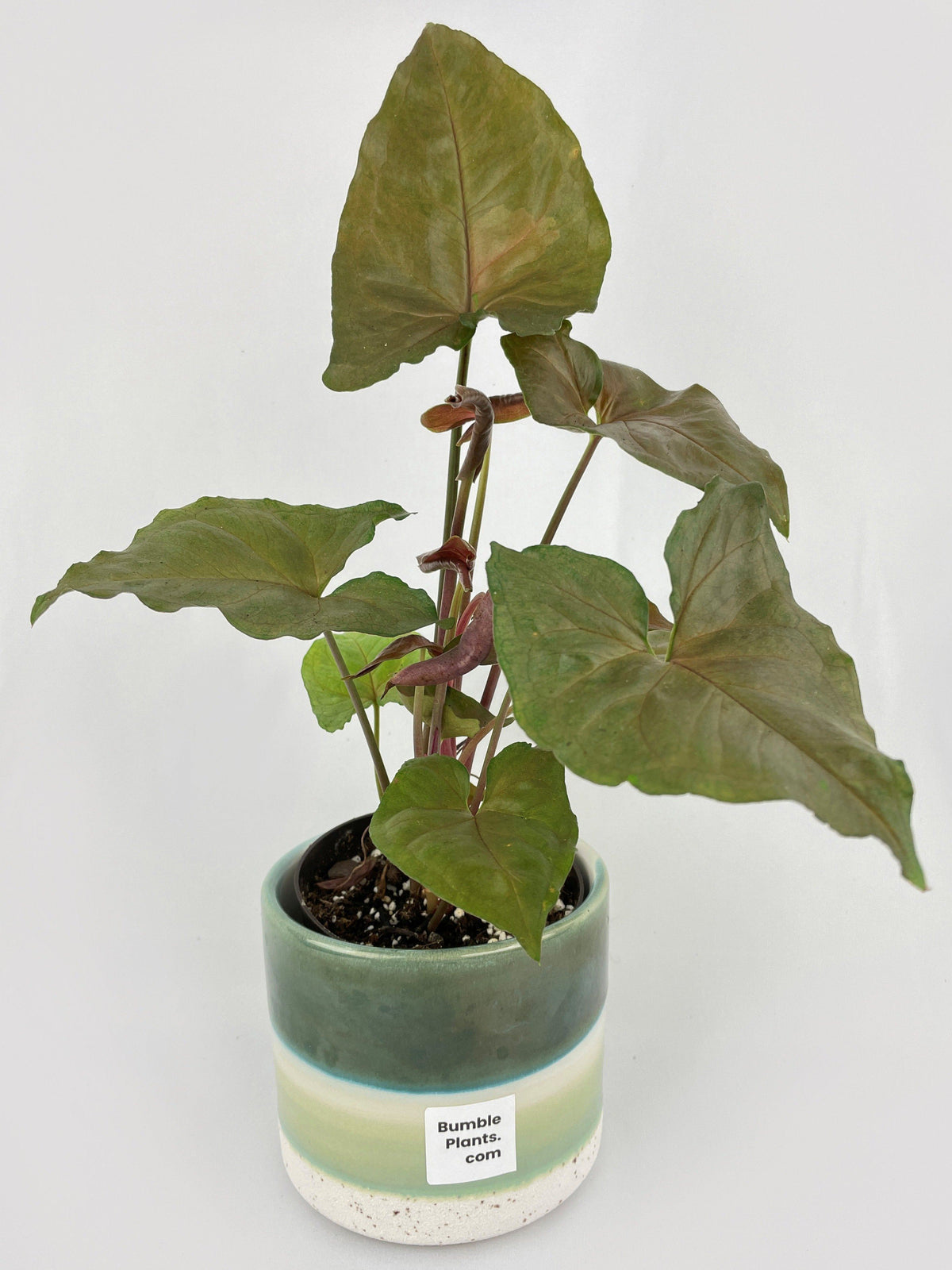 Syngonium Maria Dark Allusion by Bumble Plants