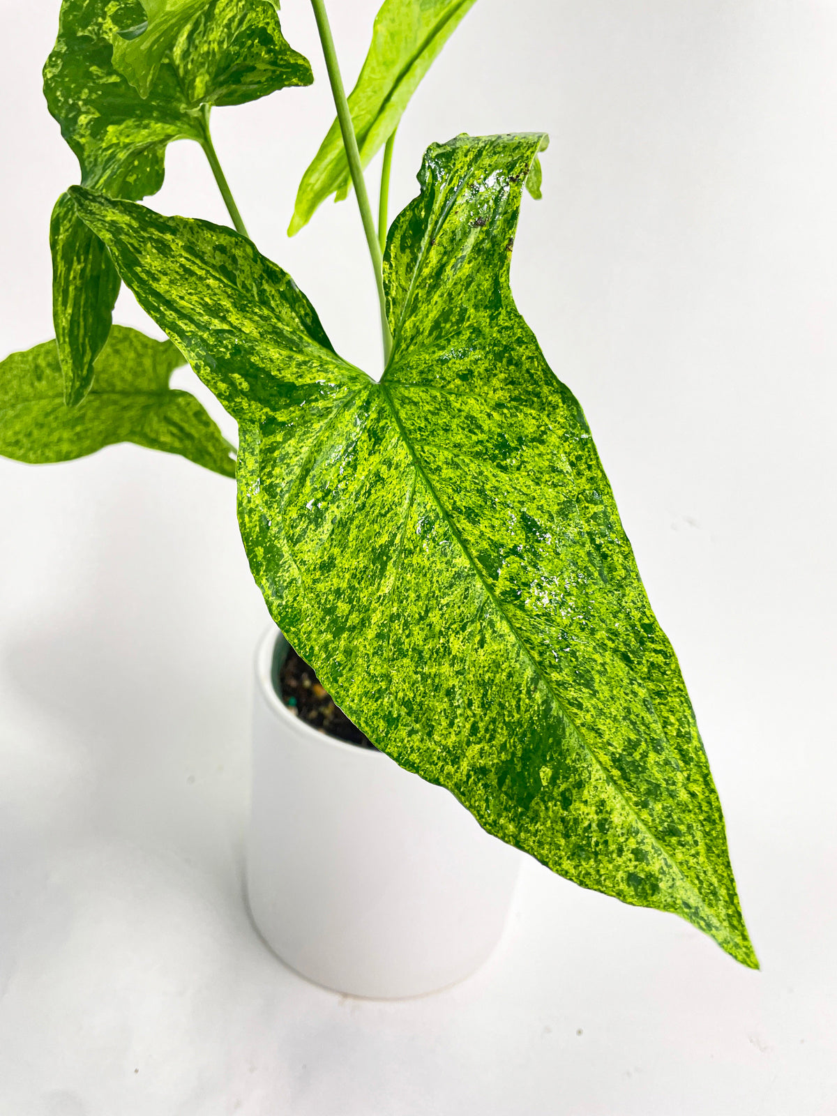 Syngonium Podophyllum 'Mojito' Hybrid by Bumble Plants
