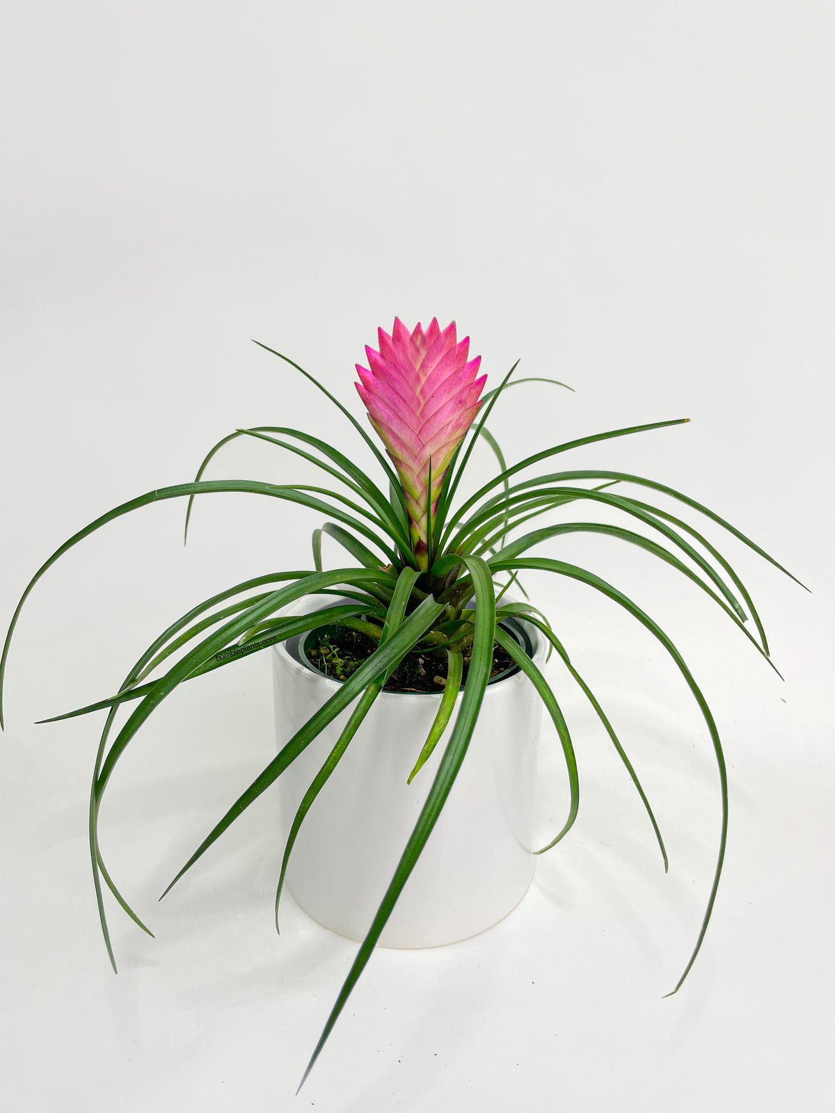 Tillandsia Cyanea 'Pink Quill' Bromeliad by Bumble Plants