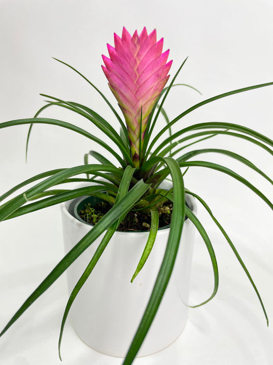 Tillandsia Cyanea 'Pink Quill' Bromeliad by Bumble Plants