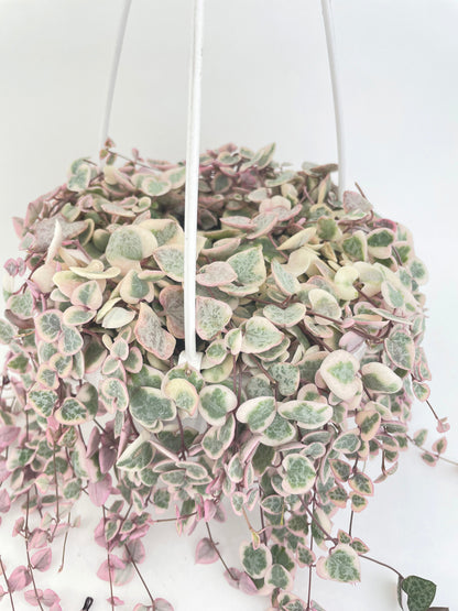 Variegated String of Hearts Succulent Hanging Pot by Bumble Plants