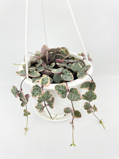Variegated String of Hearts Succulent Hanging Pot by Bumble Plants
