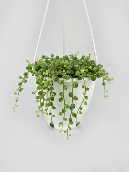 Variegated String of Pearls by Bumble Plants