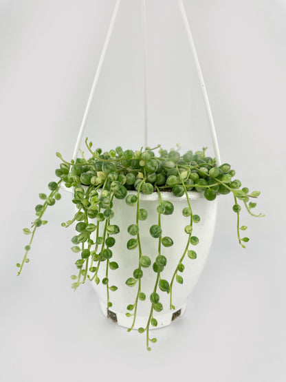Variegated String of Pearls by Bumble Plants