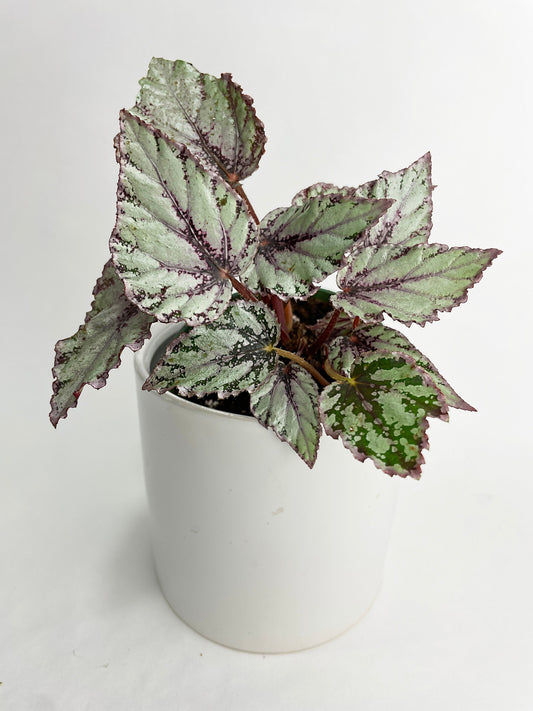 Begonia 'Ice Pop' Ideal Blue Silver by Bumble Plants