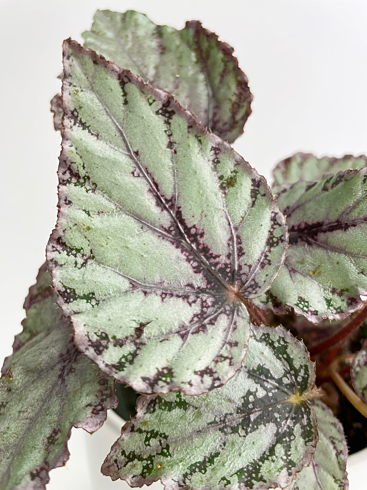 Begonia 'Ice Pop' Ideal Blue Silver by Bumble Plants