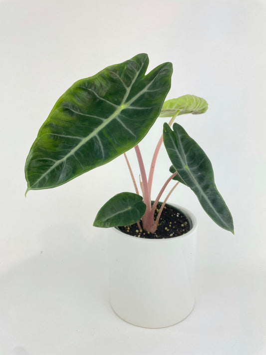 Alocasia Pink Dragon by Bumble Plants