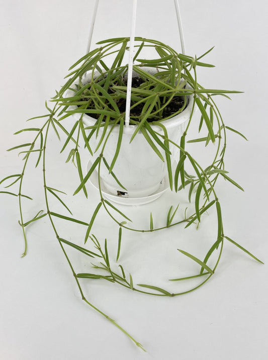 Hoya Linearis by Bumble Plants
