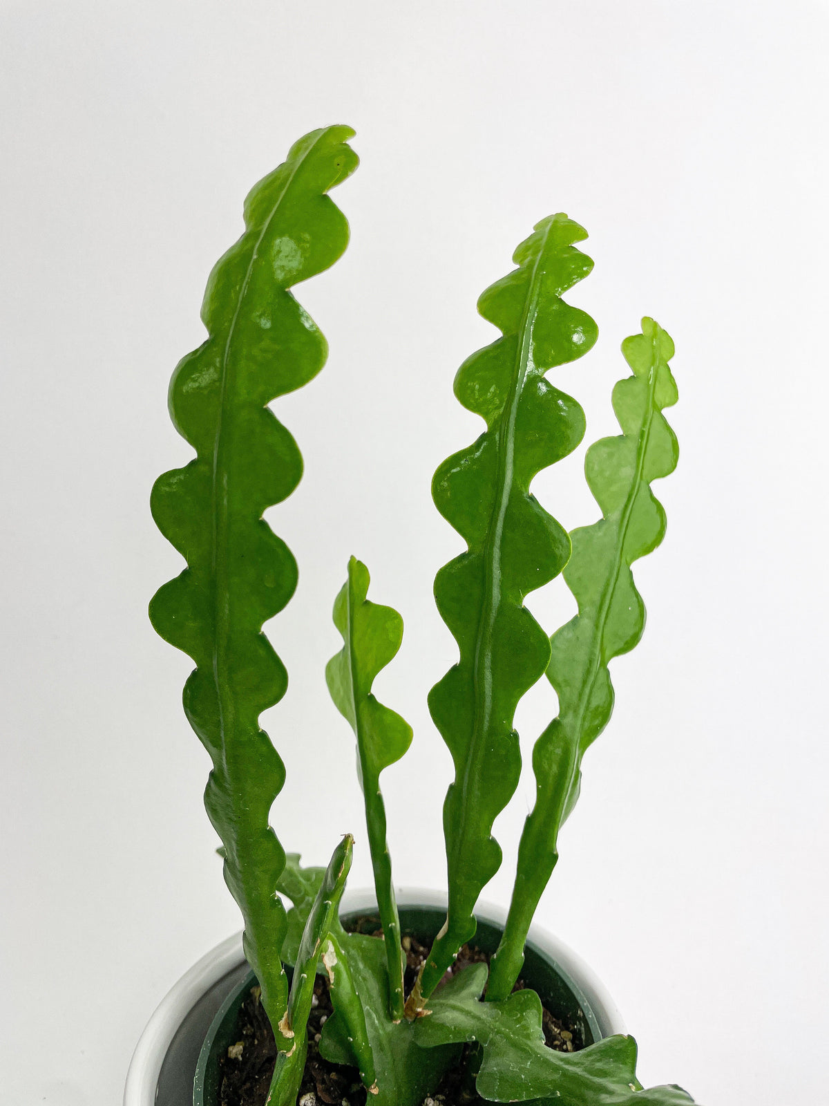 Ric Rac Fishbone Cactus by Bumble Plants