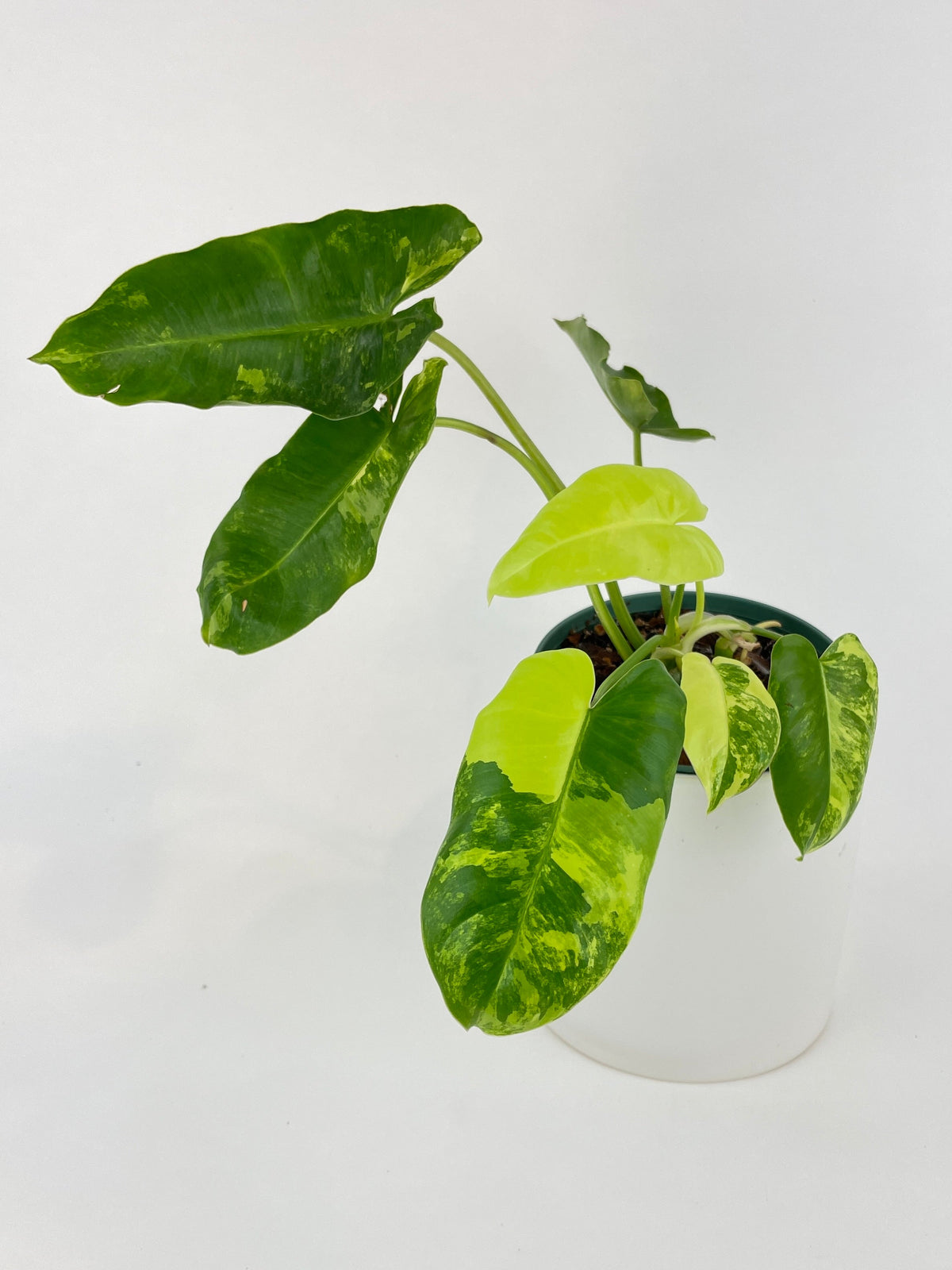 Variegated Philodendron Burle Marx by Bumble Plants