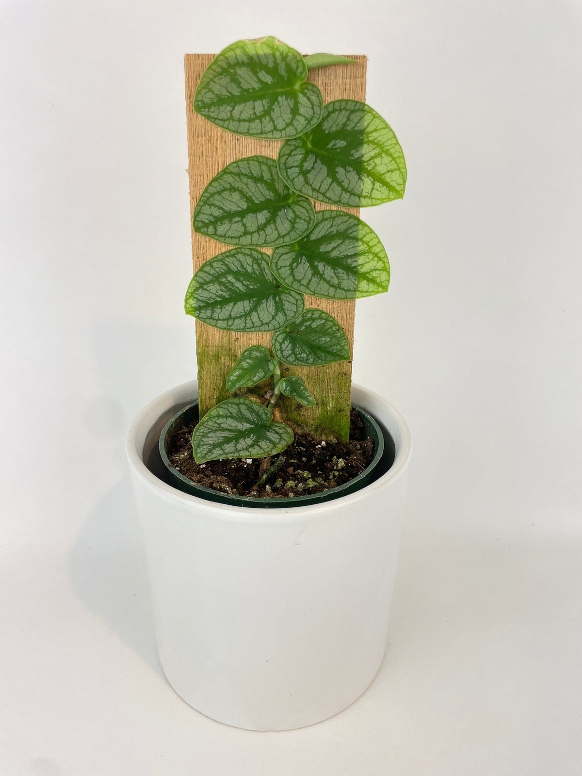 Monstera Dubia by Bumble Plants