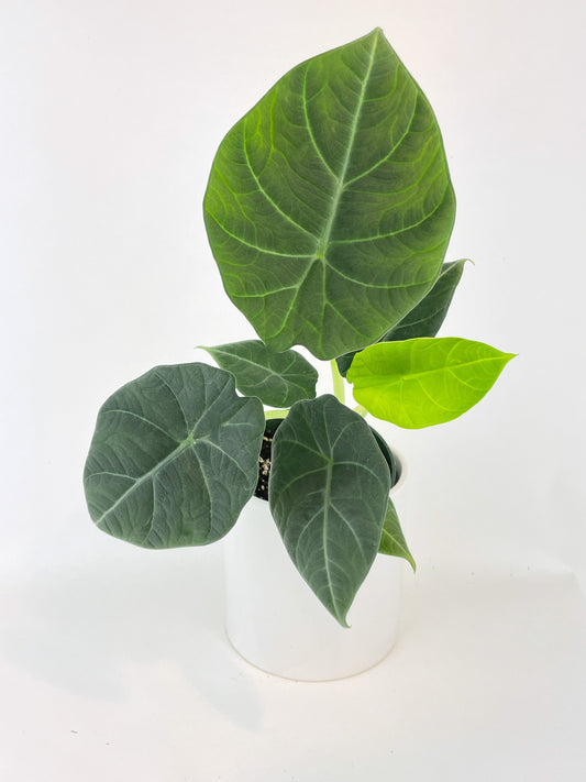 Alocasia Maharani Queen by Bumble Plants
