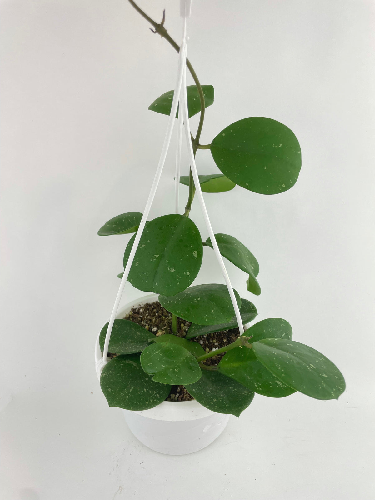Hoya Obovata Splash by Bumble Plants