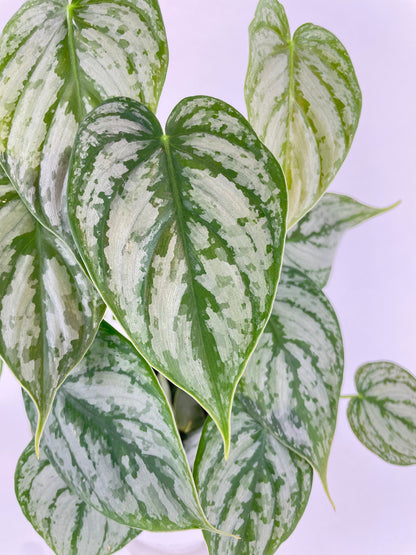Philodendron Brandtianum Silver Leaf by Bumble Plants