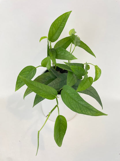 Epipremnum Pinnatum ‘Cebu Blue’ Pothos by Bumble Plants