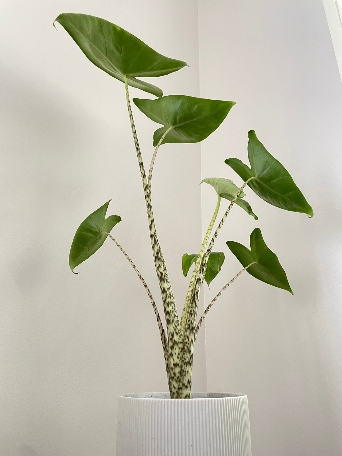 Alocasia Zebrina by Bumble Plants