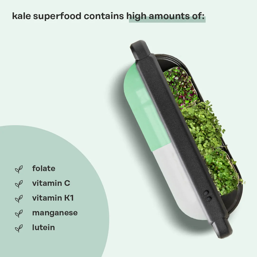 Kale Superfood (Antioxidant Booster)