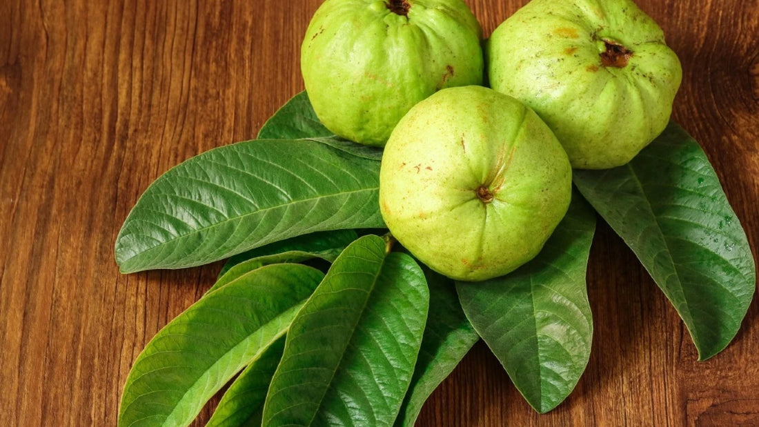 Guava Leaves For Reducing Cholesterol Levels