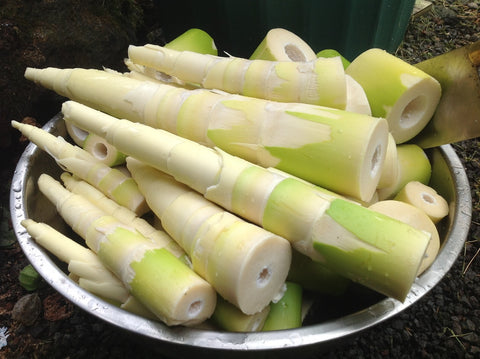 How To Ferment Bamboo Shoot At Home