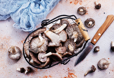 Cultivating Gourmet Mushrooms at Home with North Spore