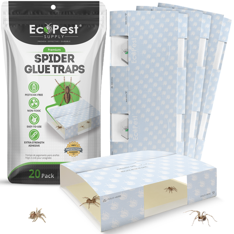 Spider Glue Traps – 20 Pack | Sticky Indoor Pest Control Trap for Spiders by EcoPest Supply