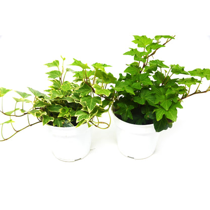 2 English Ivy Variety Pack - Live House Plant - FREE Care Guide - 4" Pot