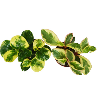 2 Peperomia Plants Variety Pack in 4" Pots - Baby Rubber Plants