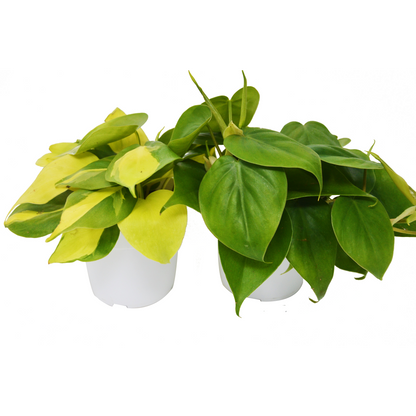 2 Philodendron Variety Pack - 4" Pot