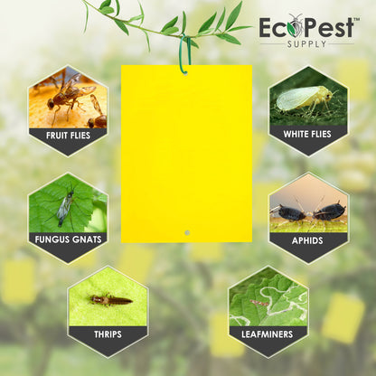 Extra-Wide Sticky Fly Traps (Yellow) — 40 Pack by EcoPest Supply