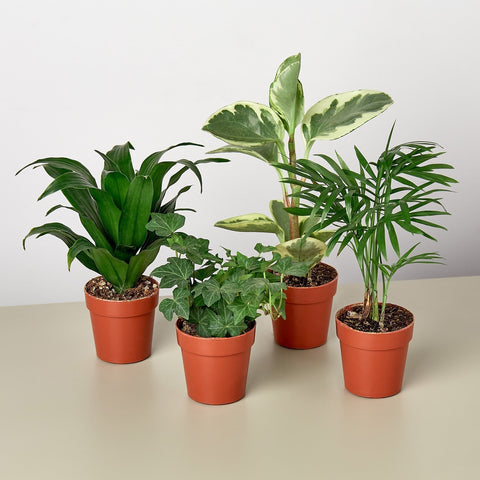3" Tropical Plant Variety Bundle by House Plant Shop
