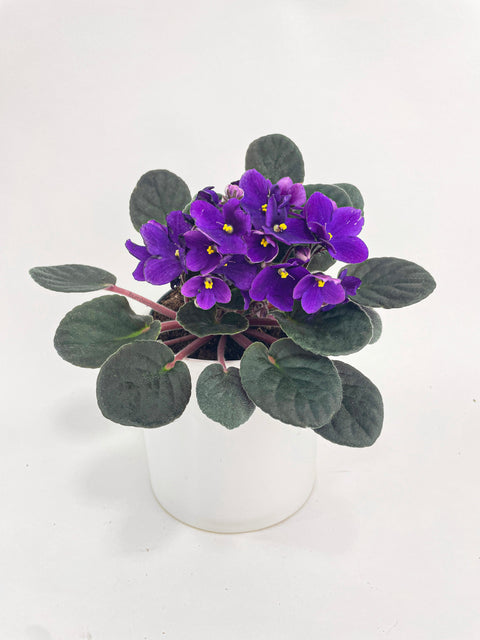 African Violet Saintpaulia by Bumble Plants