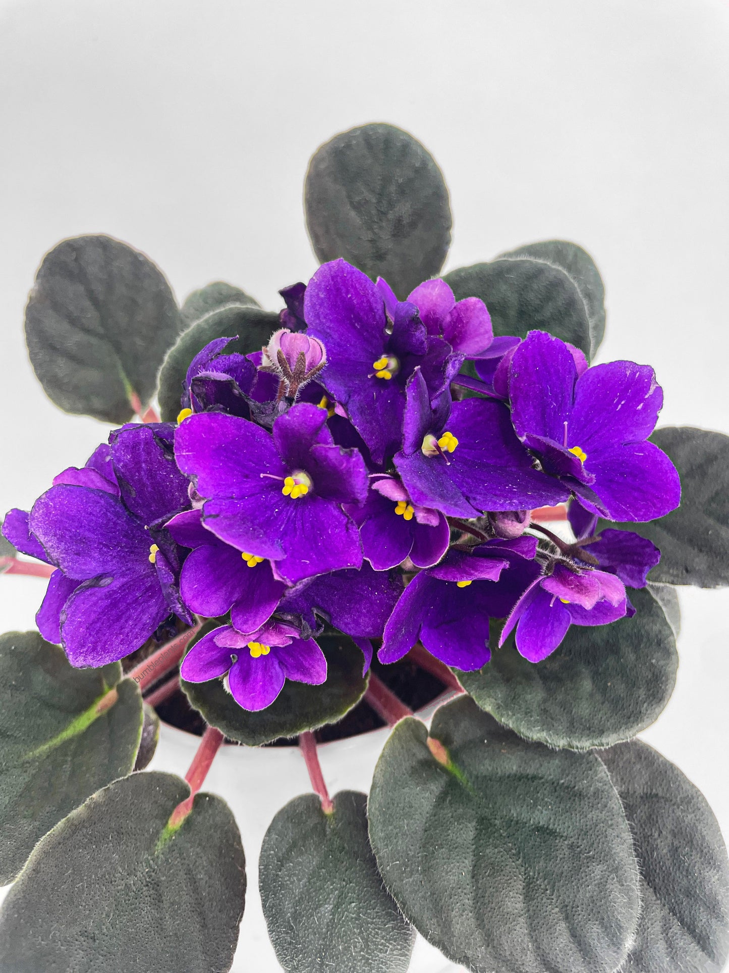 African Violet Saintpaulia by Bumble Plants