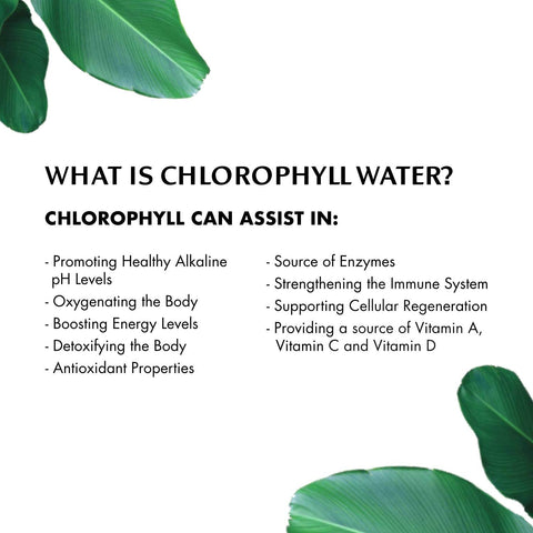Chlorophyll Water® (2 Cases/24 Bottles) Purified Mountain Spring Water with Essential Vitamins by Chlorophyll Water