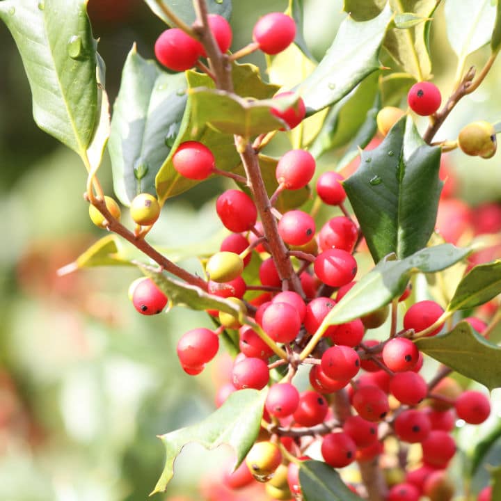 American Holly | Flowering Tree by Growing Home Farms