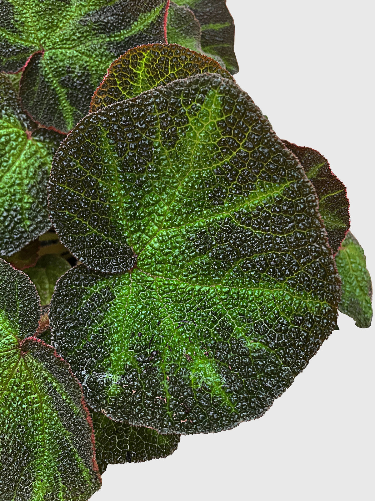 Begonia Soli-Mutata (Sun-Changing Begonia) by Bumble Plants