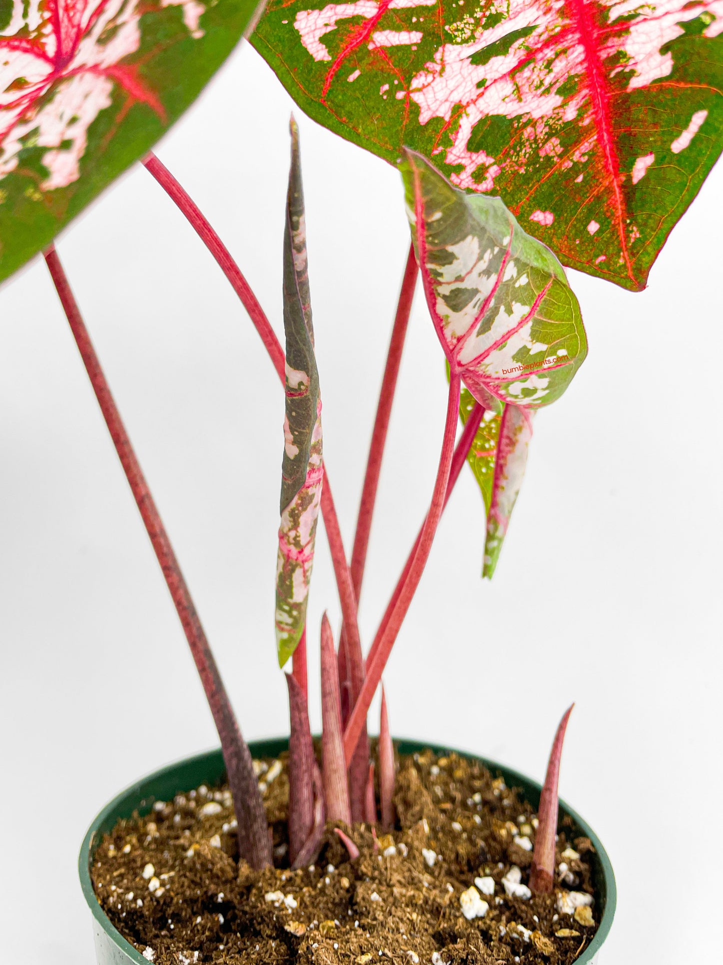 Caladium Carolyn Whorton by Bumble Plants