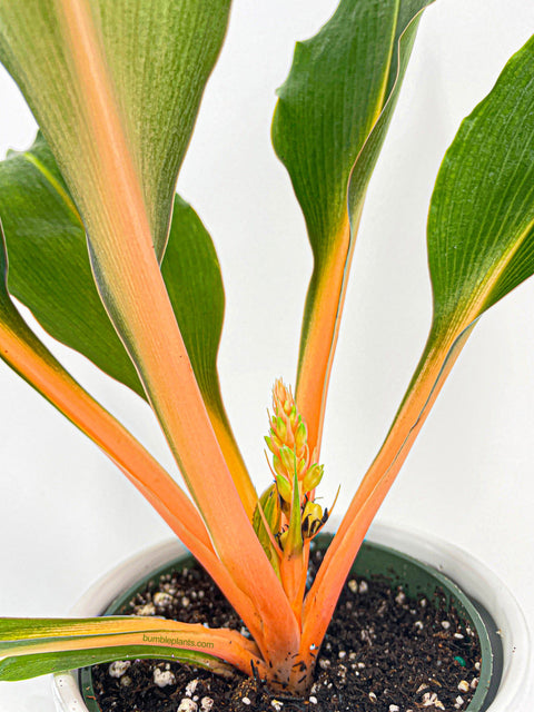 Chlorophytum 'Fire Flash' Green Orange Spider Plant by Bumble Plants